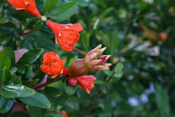 pomegranate flowers and green leaves in nature