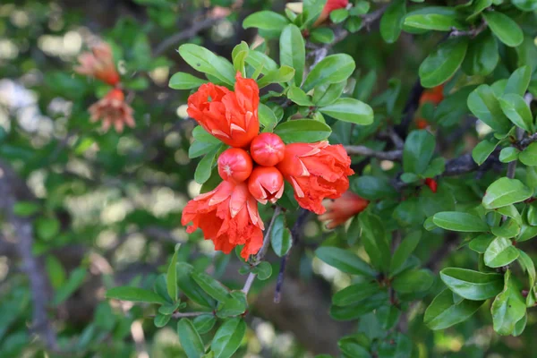 Flores de romã e folhas verdes na natureza — Fotografia de Stock