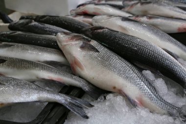 Hırvatistan 'da bir balık pazarında farklı deniz balıkları