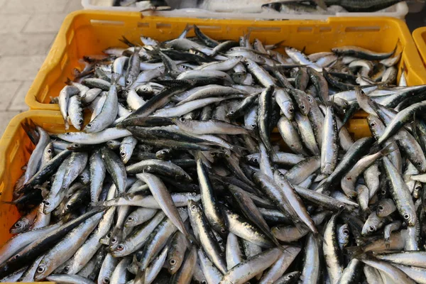 Peixe-marinho diferente num mercado de peixe na Croácia — Fotografia de Stock