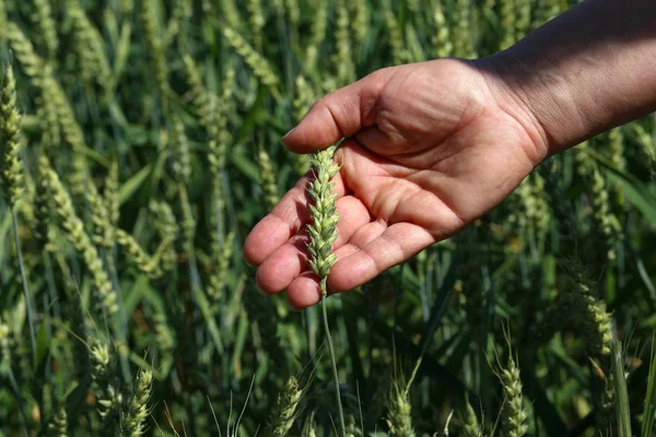手の中の小麦の耳 - 収穫コンセプト — ストック写真
