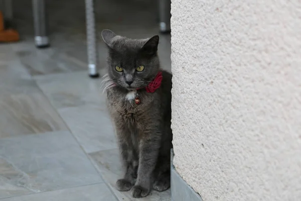 Evcil Hayvanlar - Güzel gri kedi kızgın — Stok fotoğraf
