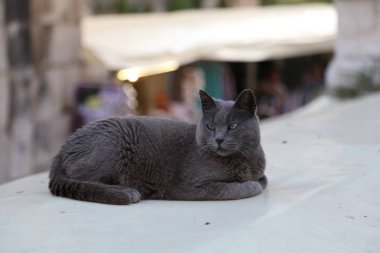 Evcil Hayvanlar - Dinlenen gri kedi portresi