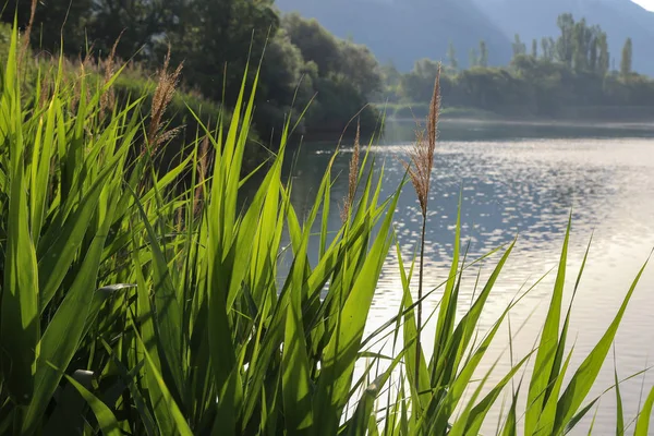 Roseaux verts sur le lac tôt le matin — Photo