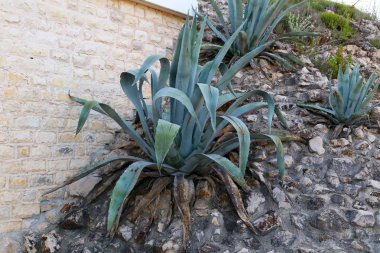 Hırvatistan'da bir yaz büyük agav