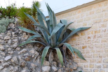 Hırvatistan'da bir yaz büyük agav