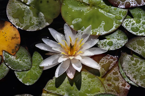 庭の池に美しいスイレンの花 — ストック写真