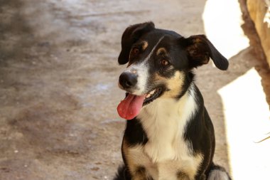 Köpek sahibine sadakatle bakar.