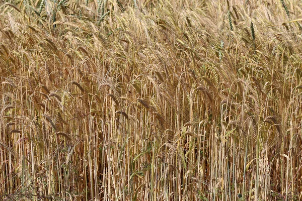 黄色の麦畑の耳を登熟の背景 — ストック写真