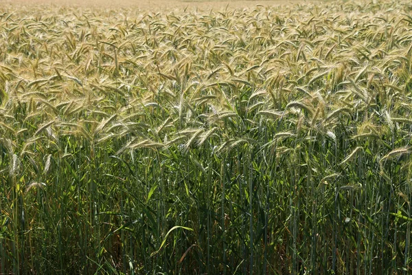 Hintergrund der reifen Ähren des gelben Weizenfeldes — Stockfoto