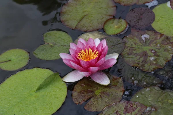 庭の池に美しいスイレンの花 — ストック写真