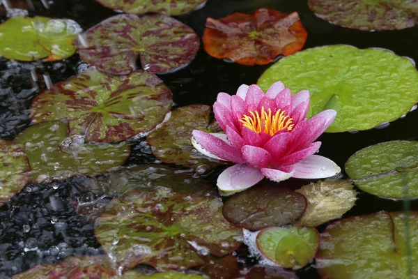 庭の池に美しいスイレンの花 — ストック写真