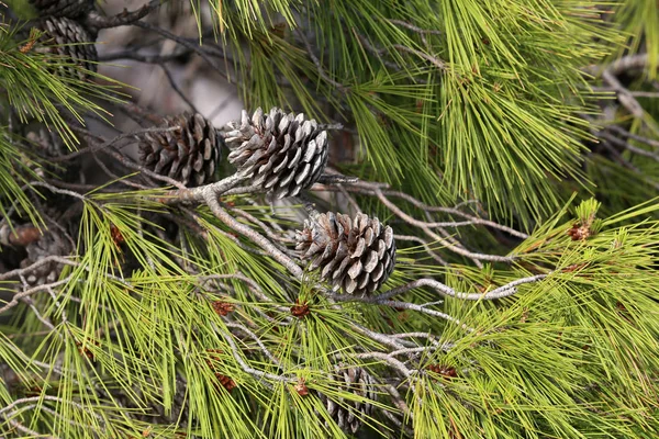 Rama verde del pino adriático con conos viejos — Foto de Stock