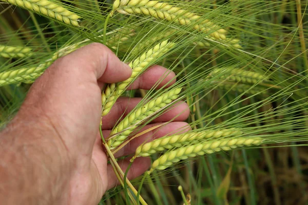 手の中の小麦の耳 - 収穫コンセプト — ストック写真