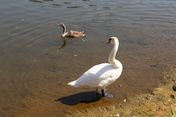 Cisne blanco con cachorro en el río —  Fotos de Stock