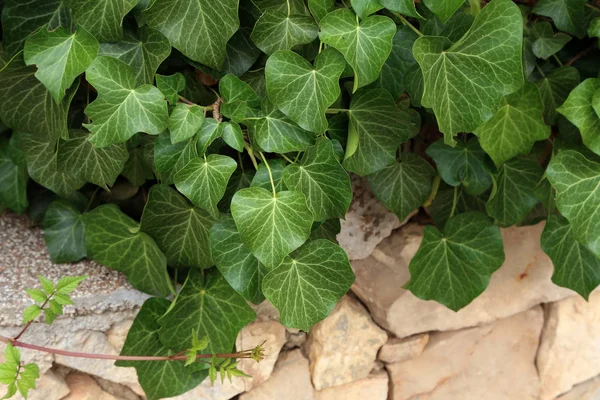 Зелене листя дикого винограду, що плетуться на кам'яній стіні — стокове фото