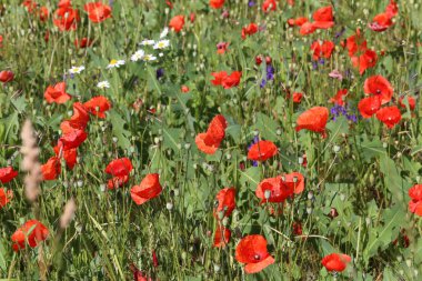 Yaz başında bir alanda kırmızı haşhaş