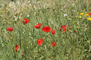 Yaz başında bir alanda kırmızı haşhaş