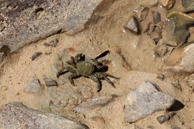 Sahilde dalgalar tarafından kıyıya vurulan küçük bir yengeç.