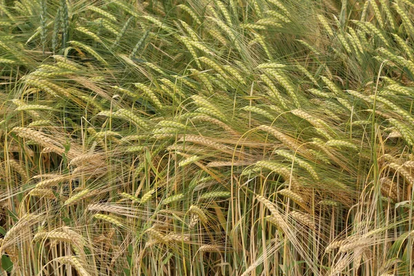 Фон спелых колосьев желтого пшеничного поля — стоковое фото