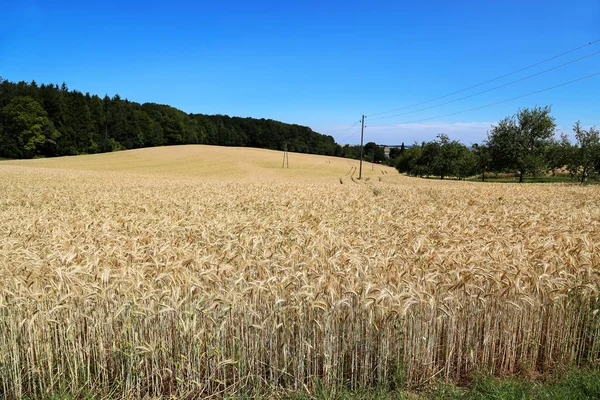 Backdrop of ripening ears of yellow wheat field — Stock Photo, Image
