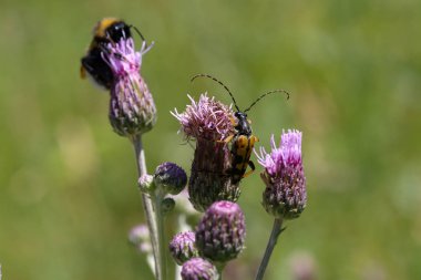 Leptura quadrifasciata doğal çevreüzerinde