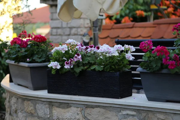 Beautiful geranium in flower pots on the terrace — Stock Photo, Image