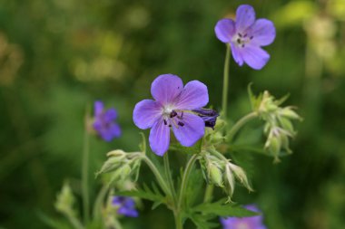 Bulanık yeşil arka planda güzel kır çiçekleri