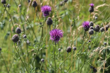 Bulanık yeşil arka planda güzel kır çiçekleri