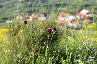 Bulanık yeşil arka planda güzel kır çiçekleri