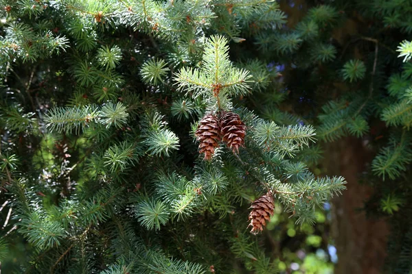 Grön barrträd med bruna koner i skogen — Stockfoto