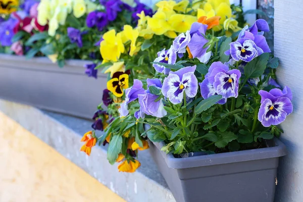 Mooie viooltjes groeien in de tuin in de buurt van het huis — Stockfoto