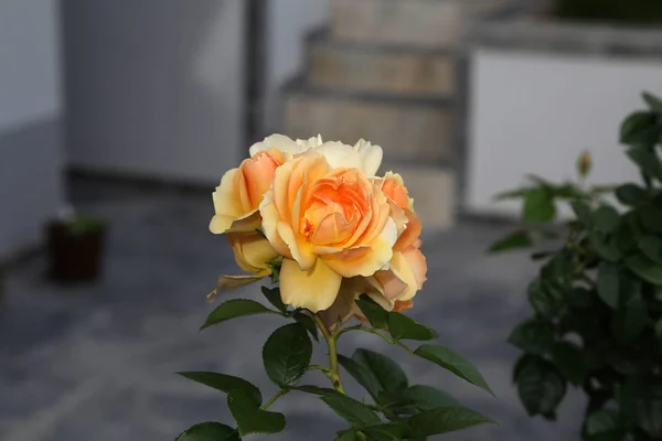Vacker ros växer i trädgården i närheten av huset — Stockfoto