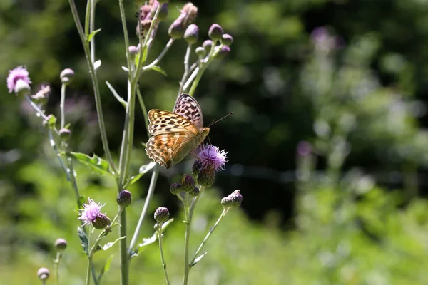 Красивая бабочка пьет нектар из цветка — стоковое фото