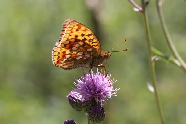 Bela borboleta bebe néctar de uma flor — Fotografia de Stock