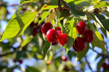 Kiraz ağacında sallanan kirazlar