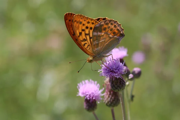 Beau papillon boit nectar d'une fleur — Photo