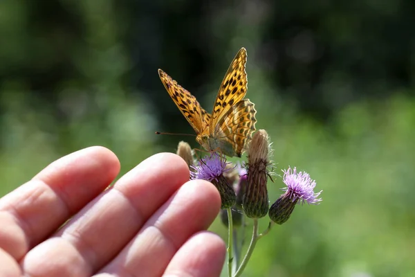 Bela borboleta bebe néctar de uma flor — Fotografia de Stock