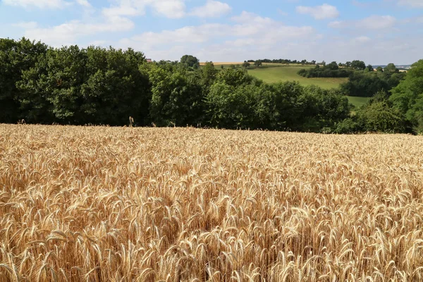 Ländliche Landschaft mit gelben Weizenfeldern — Stockfoto