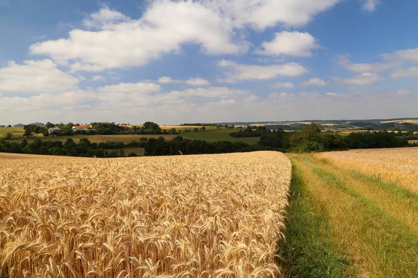 Ländliche Landschaft mit gelben Weizenfeldern — Stockfoto