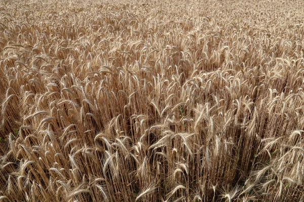 Hintergrund der reifen Ähren des gelben Weizenfeldes — Stockfoto