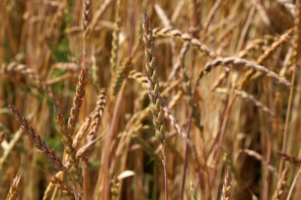 黄色の麦畑の耳を登熟の背景 — ストック写真