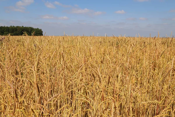 Sarı buğday alan kulakları olgunlaşma, zemin — Stok fotoğraf