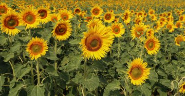 Güzel parlak renkli ayçiçekleri ve yeşil bitkiler.