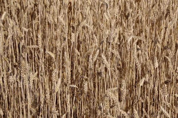 Hintergrund der reifen Ähren des gelben Weizenfeldes — Stockfoto