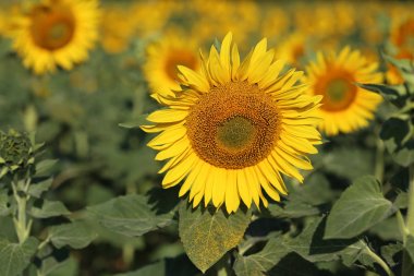 Güzel parlak renkli ayçiçekleri ve yeşil bitkiler