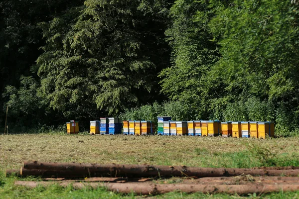 Apiaire avec des ruches colorées sur le bord de la forêt — Photo