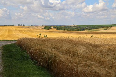 Olgun buğday sarı alanları ile kırsal peyzaj
