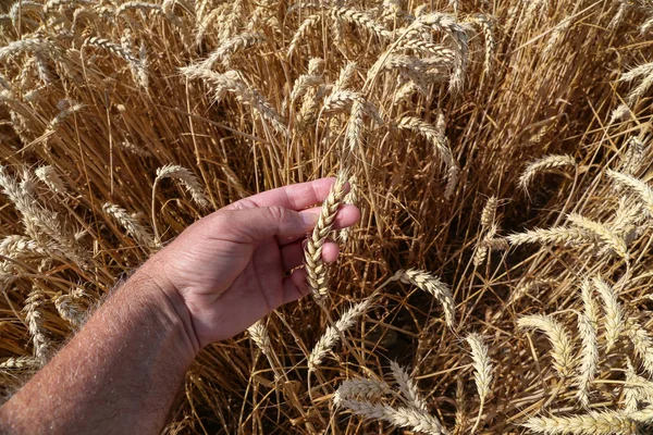 農家は穀物の成熟度を確認する手 — ストック写真