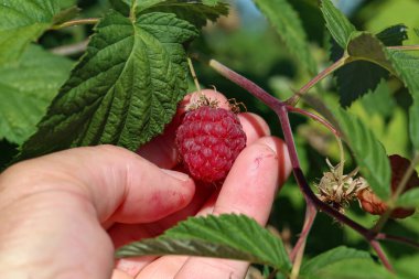 Bahçede olgun ahududu dalları